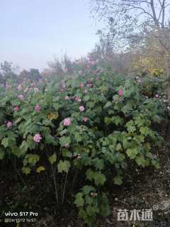高度200厘米木芙蓉
