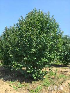 35公分丛生绚丽海棠