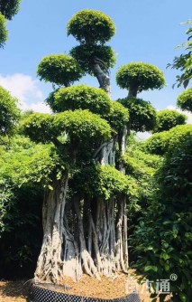 30公分造型小叶榕