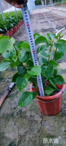 高度40厘米三角梅