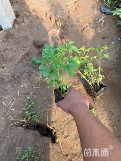 高度15厘米醉蝶花