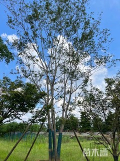 55公分(5杆)丛生朴树