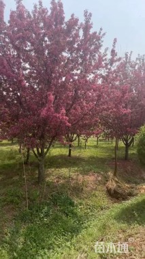 14公分绚丽海棠