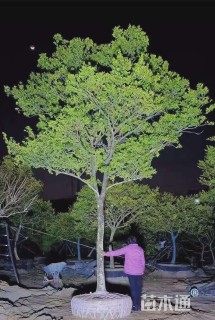 高度700厘米黄杨