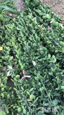 高度100厘米北海道黄杨