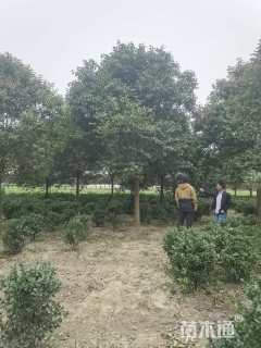 15公分大叶女贞