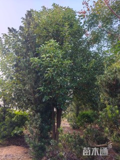 40公分(2杆)丛生香樟