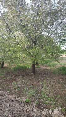 20公分染井吉野樱