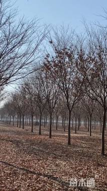 10公分(4杆)丛生榉树