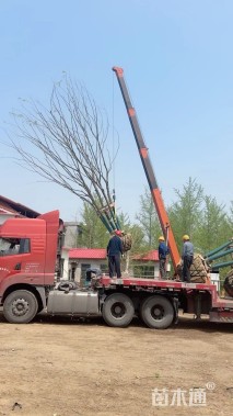 65公分(5杆)丛生朴树