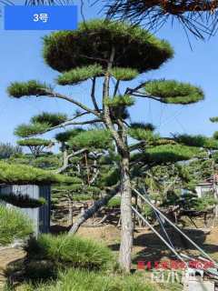 22公分造型油松