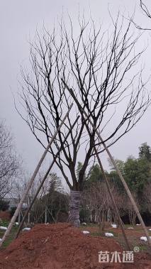 70公分(5杆)丛生香樟