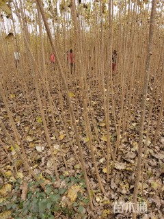 高度1234厘米杨树小苗