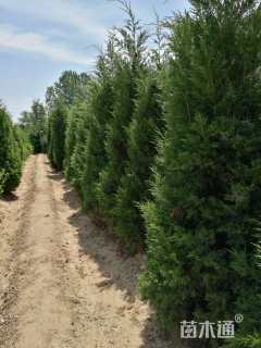 高度250厘米蜀桧