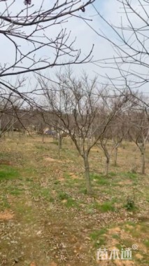 10公分日本红枫