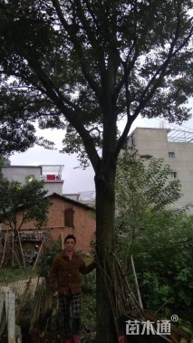 35公分朴树