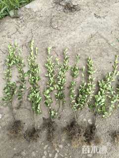 高度40厘米胶东卫矛