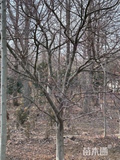 16公分日本红枫