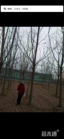 24公分金叶复叶槭