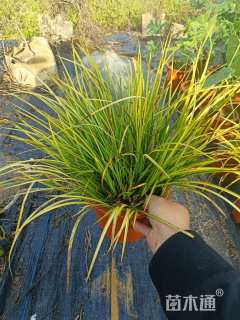 高度15厘米金叶石菖蒲