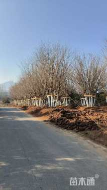 高度800厘米丛生元宝枫