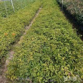 主蔓长25厘米炮仗花