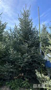 高度530厘米青海云杉