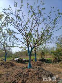 25公分朴树
