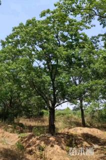 35公分(2杆)丛生乌桕