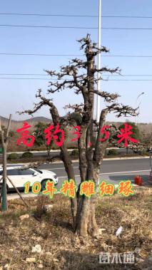 35公分造型对节白蜡