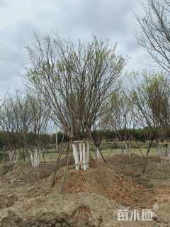 高度100厘米丛生五角枫