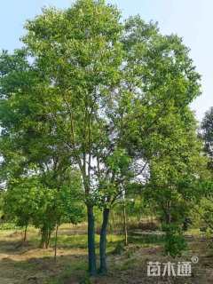 10公分丛生乌桕