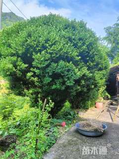 高度25000厘米北海道黄杨