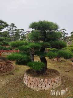 20.1公分造型黑松