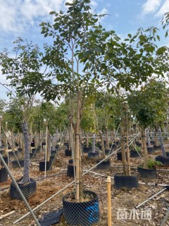 10公分紫花风铃木