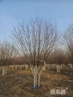 10公分丛生绚丽海棠