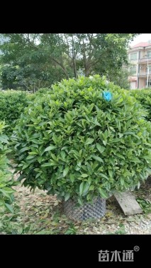 高度80厘米非洲茉莉