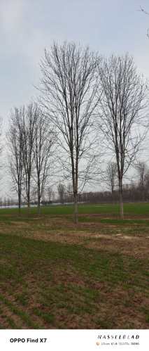 25公分美国红枫