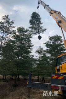 15公分小叶榄仁