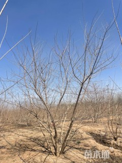 高度500厘米丛生五角枫