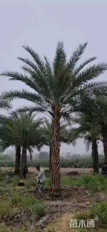 裸干高300厘米中东海枣