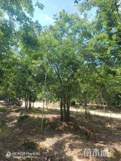 50公分丛生朴树