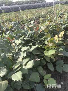 高度30厘米阔叶十大功劳