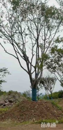 60公分朴树