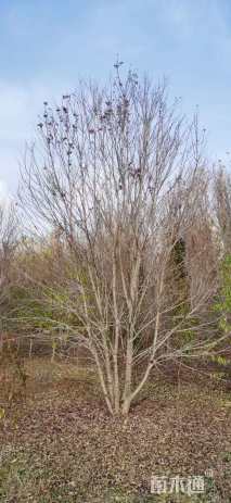 高度1000厘米丛生美国红枫