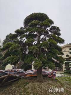 移栽苗造型罗汉松