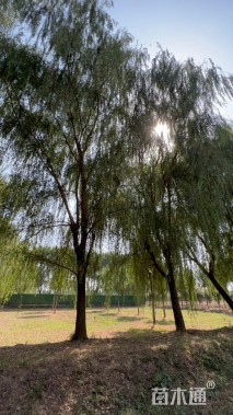 25公分垂柳