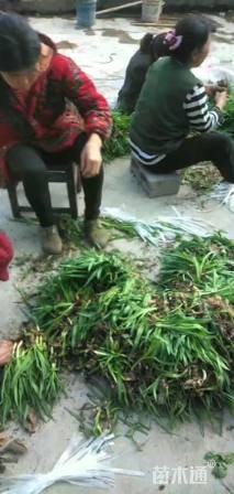 高度8厘米玉龙草