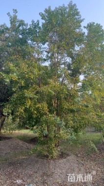 60公分(5杆)丛生乌桕