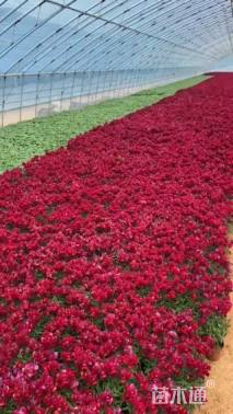 高度20厘米金鱼草